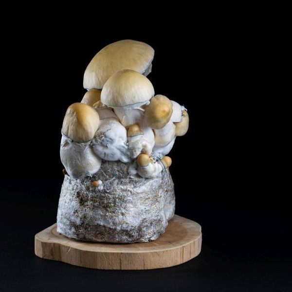 MycoBag „Whitebilly”