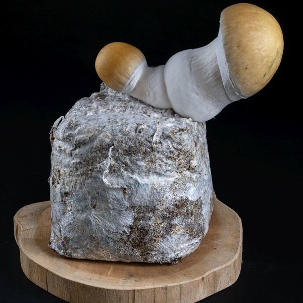 MycoBag „Whitebilly”