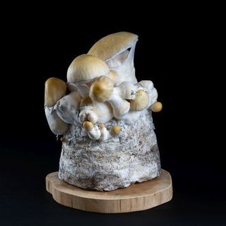 MycoBag „Whitebilly”