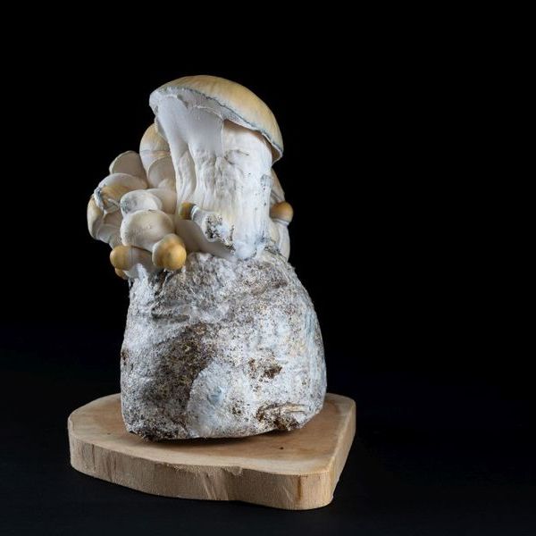 MycoBag „Whitebilly”