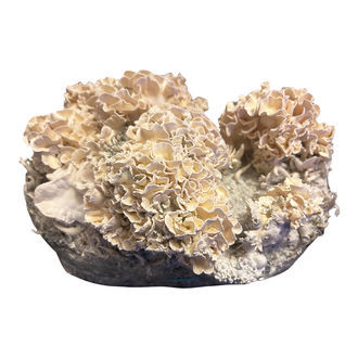 Torba Zamnesia Ready-2-Grow „Enigma”