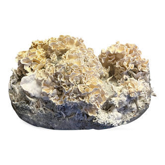 Zamnesia Ready-2-Grow Bag „Enigma” XL