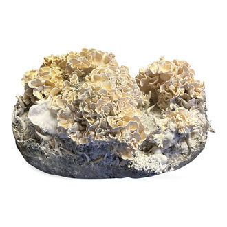 Torba Zamnesia Ready-2-Grow „Enigma”