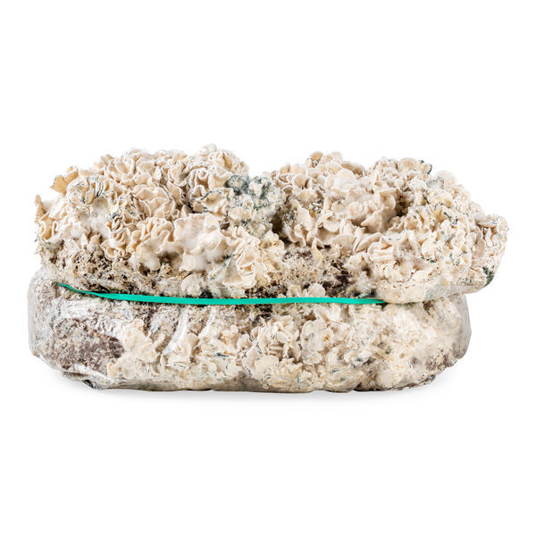 Torba Zamnesia Ready-2-Grow „Enigma”