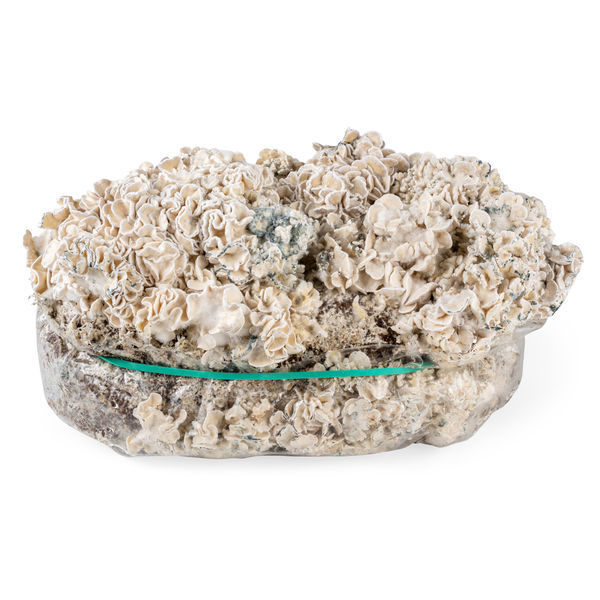 Torba Zamnesia Ready-2-Grow „Enigma”