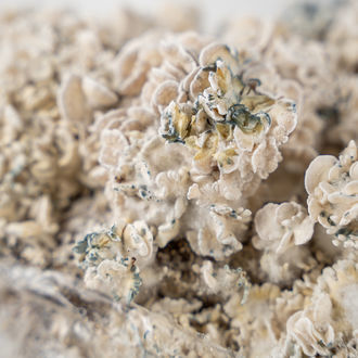 Torba Zamnesia Ready-2-Grow „Enigma”