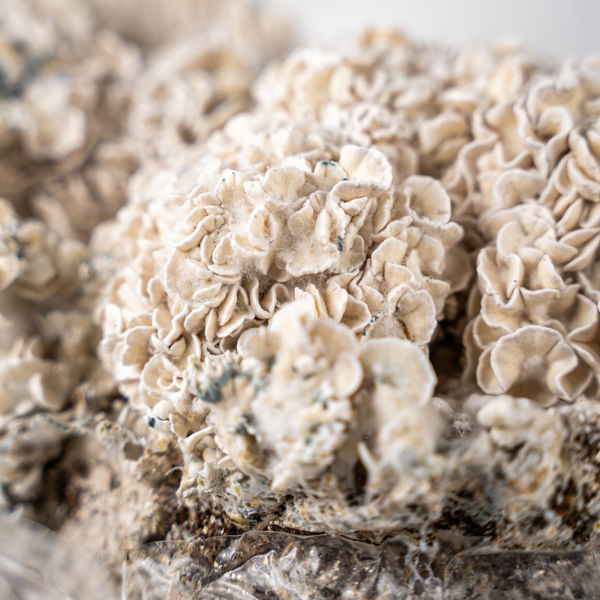 Torba Zamnesia Ready-2-Grow „Enigma”