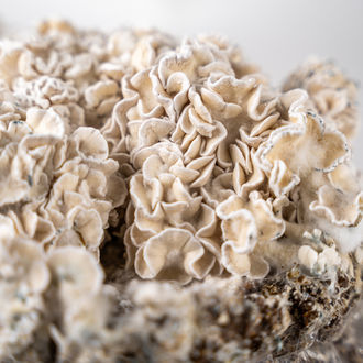 Torba Zamnesia Ready-2-Grow „Enigma”