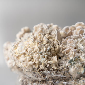 Torba Zamnesia Ready-2-Grow „Enigma”