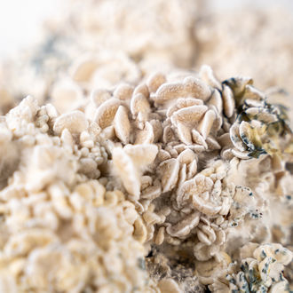 Torba Zamnesia Ready-2-Grow „Enigma”