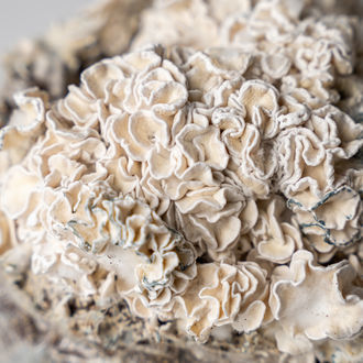 Torba Zamnesia Ready-2-Grow „Enigma”