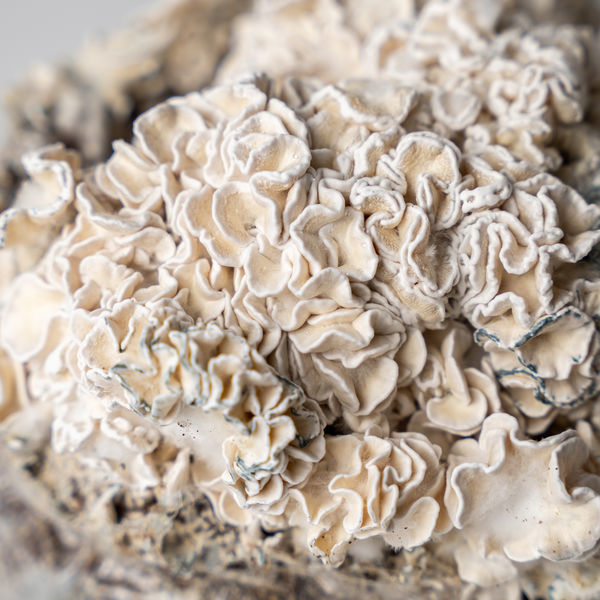 Torba Zamnesia Ready-2-Grow „Enigma”