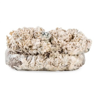 Torba Zamnesia Ready-2-Grow &bdquo;Enigma&rdquo;