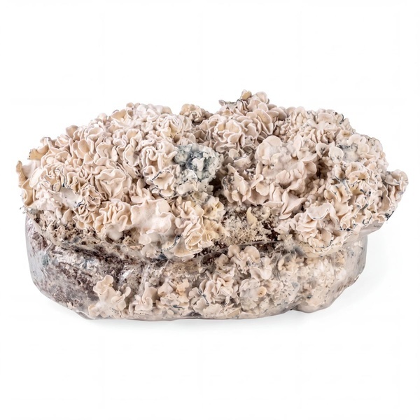 Torba Zamnesia Ready-2-Grow „Enigma”