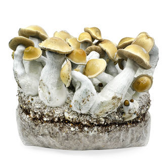 Torba Zamnesia Ready-2-Grow „Makilla Gorilla”