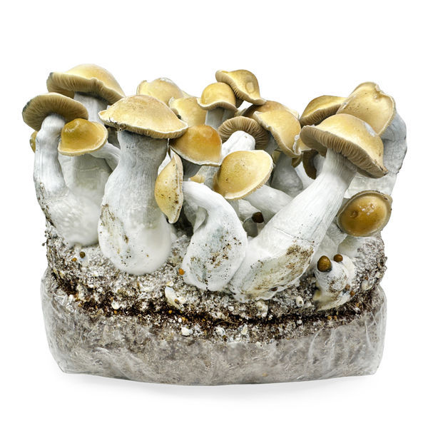 Torba Zamnesia Ready-2-Grow „Makilla Gorilla”