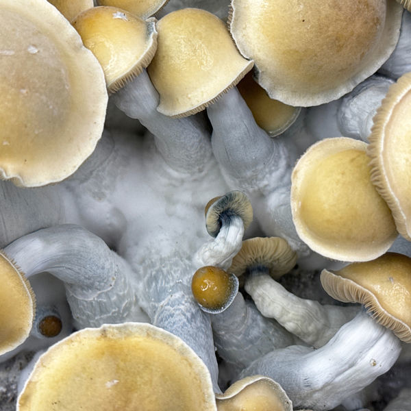 Torba Zamnesia Ready-2-Grow „Makilla Gorilla”