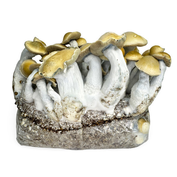 Torba Zamnesia Ready-2-Grow „Makilla Gorilla”