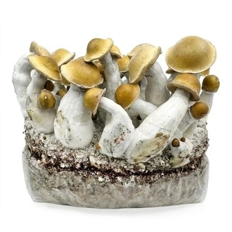 Torba Zamnesia Ready-2-Grow „Makilla Gorilla”