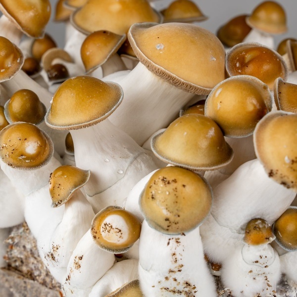 Torba Zamnesia Ready-2-Grow „Makilla Gorilla”