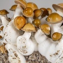Torba Zamnesia Ready-2-Grow „Makilla Gorilla”