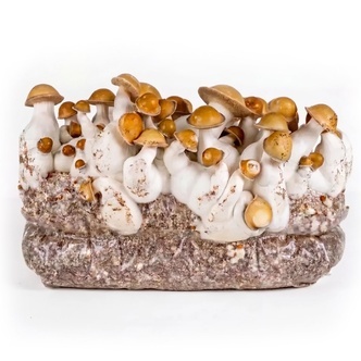Torba Zamnesia Ready-2-Grow &bdquo;Makilla Gorilla&rdquo;