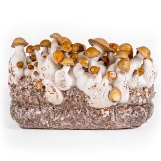 Torba Zamnesia Ready-2-Grow „Makilla Gorilla”