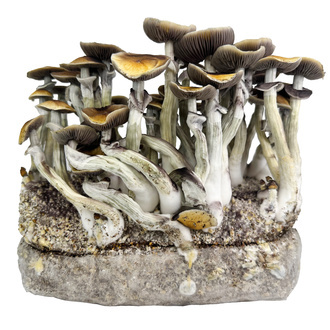 Torba Zamnesia Ready-2-Grow „Jedi Mind Fuck”