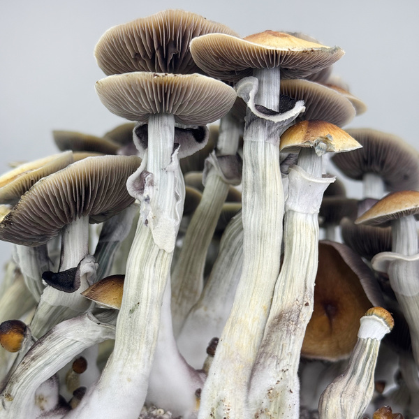 Torba Zamnesia Ready-2-Grow „Jedi Mind Fuck”