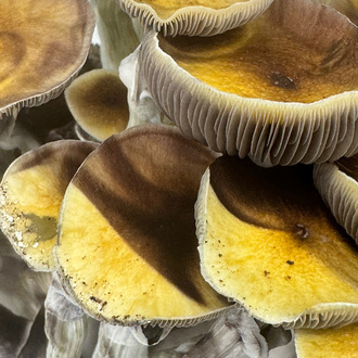 Torba Zamnesia Ready-2-Grow „Jedi Mind Fuck”