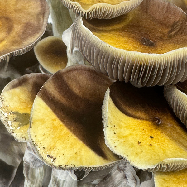 Torba Zamnesia Ready-2-Grow „Jedi Mind Fuck”