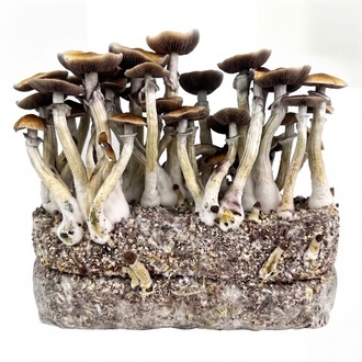 Torba Zamnesia Ready-2-Grow „Jedi Mind Fuck”
