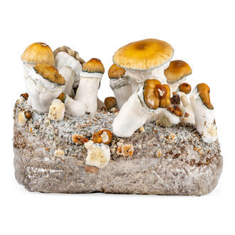 Torba Zamnesia Ready-2-Grow „Hillbilly Pumpkin”