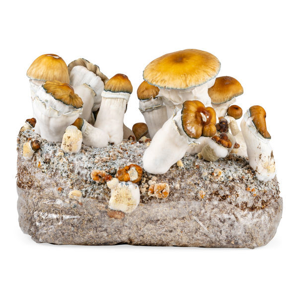 Torba Zamnesia Ready-2-Grow „Hillbilly Pumpkin”