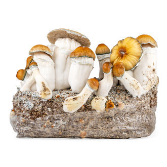 Torba Zamnesia Ready-2-Grow „Hillbilly Pumpkin”