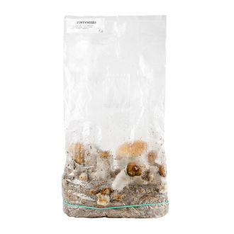 Torba Zamnesia Ready-2-Grow „Hillbilly Pumpkin”