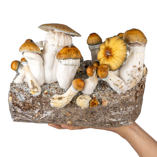 Torba Zamnesia Ready-2-Grow „Hillbilly Pumpkin”