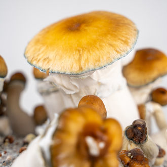 Torba Zamnesia Ready-2-Grow „Hillbilly Pumpkin”