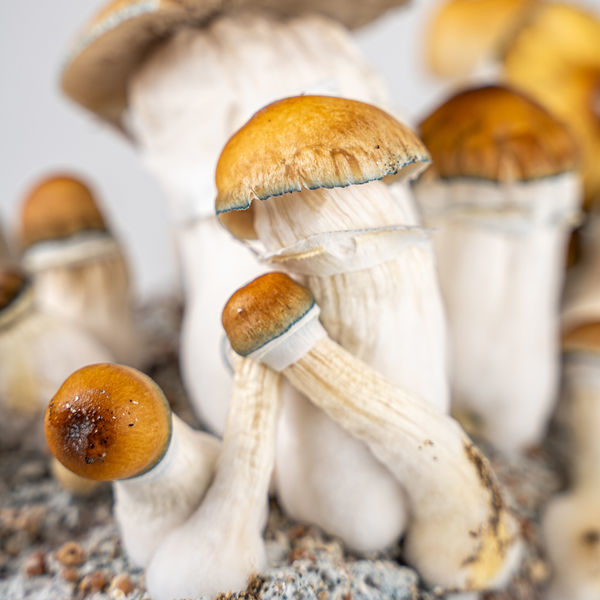 Torba Zamnesia Ready-2-Grow „Hillbilly Pumpkin”