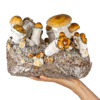 Torba Zamnesia Ready-2-Grow „Hillbilly Pumpkin”