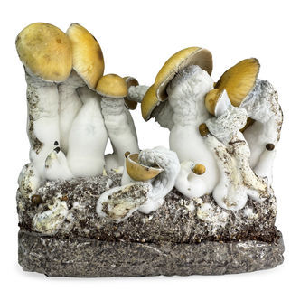 Zamnesia Ready-2-Grow Bag „MVP”