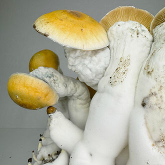 Torba Zamnesia Ready-2-Grow „MVP”