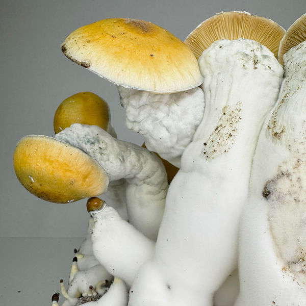 Torba Zamnesia Ready-2-Grow „MVP”