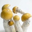 Torba Zamnesia Ready-2-Grow „MVP”