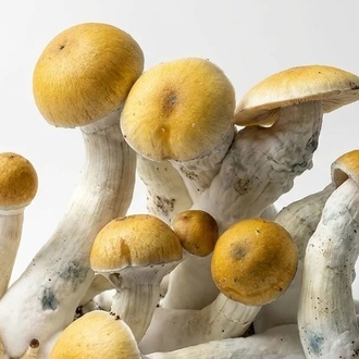 Torba Zamnesia Ready-2-Grow „MVP”