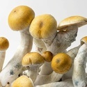 Torba Zamnesia Ready-2-Grow „MVP”