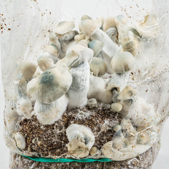 Torba Ready-2-Grow „Jack Rabbit” od Zamnesia