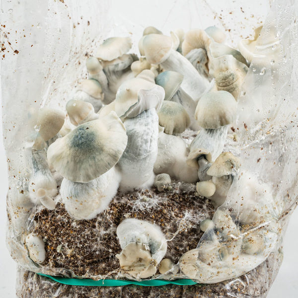 Torba Ready-2-Grow „Jack Rabbit” od Zamnesia