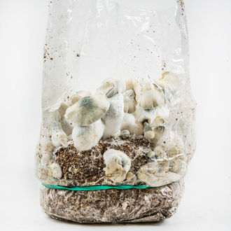 Torba Ready-2-Grow „Jack Rabbit” od Zamnesia