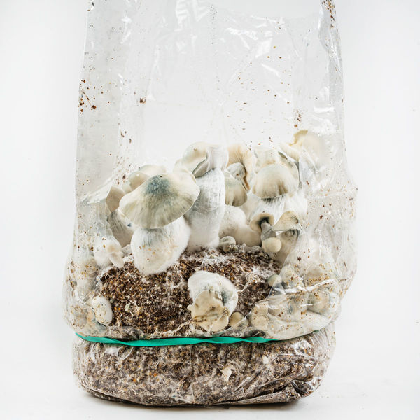 Torba Ready-2-Grow „Jack Rabbit” od Zamnesia